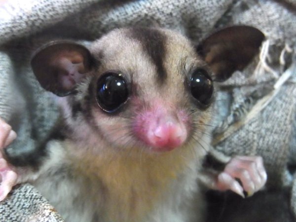 画像2: フクモモ☆セレクトベビーペア（♂） (2)