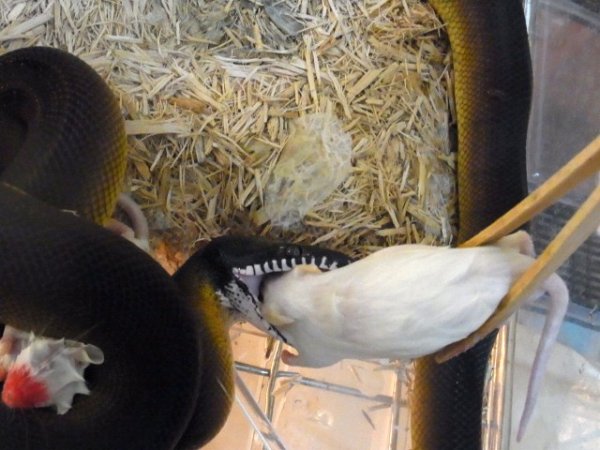 画像4: アルバーティスパイソンＷＣ（Ｓ様ご売約済） (4)