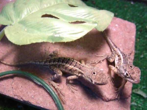 画像5: マダガスカルミツメイグアナ (5)