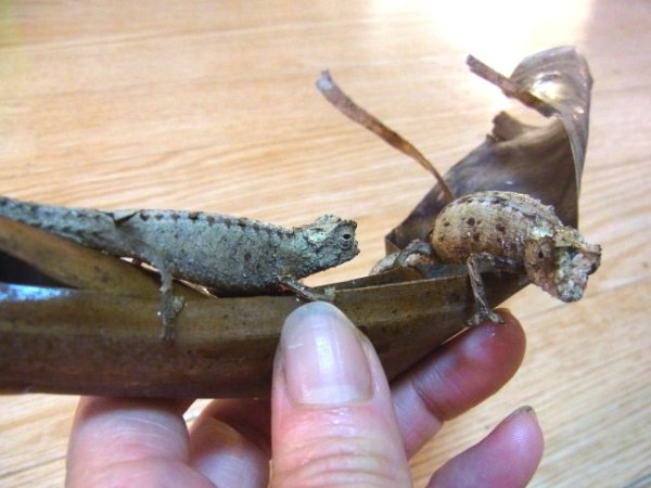 画像2: シュトゥンプフヒメカメレオン (2)