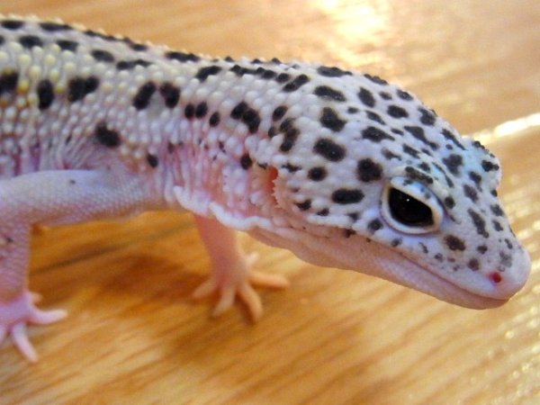 画像5: エクリプス・ＵＳＣＢ★♂ (5)