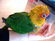 画像5: コガネメキシコインコ (5)