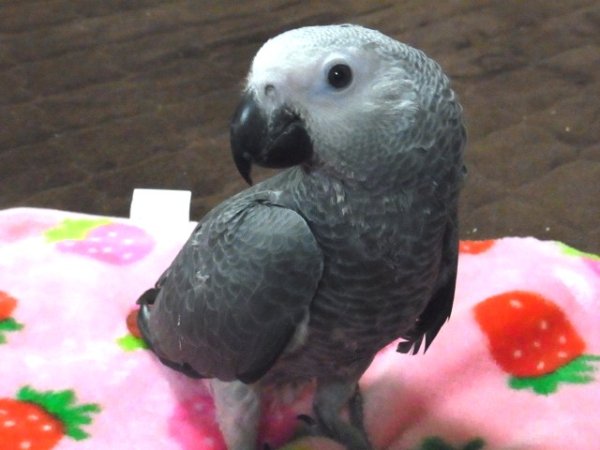 画像4: ヨウム (4)