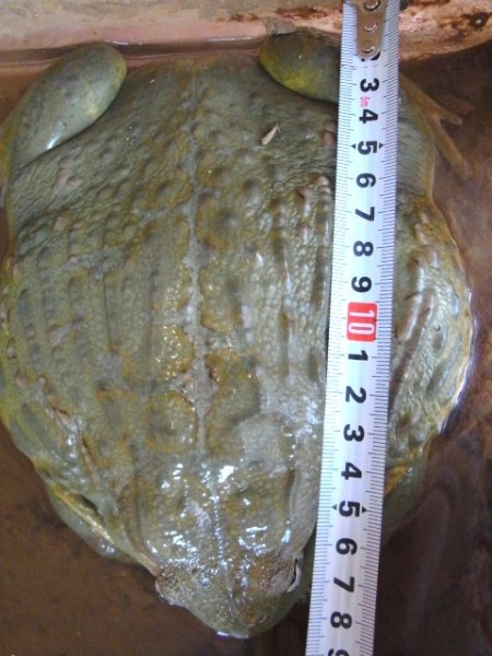 画像3: アフリカウシガエル（お迎え頂きました） (3)