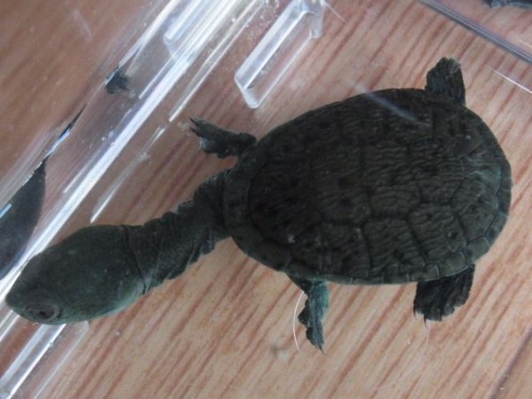 画像5: ジーベンロックナガクビガメＦＨベビー（ジェットブラック） (5)