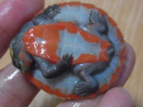 画像2: ニシキマゲクビガメＣＢベビー２ひき　（Ｍ様ご売約済） (2)