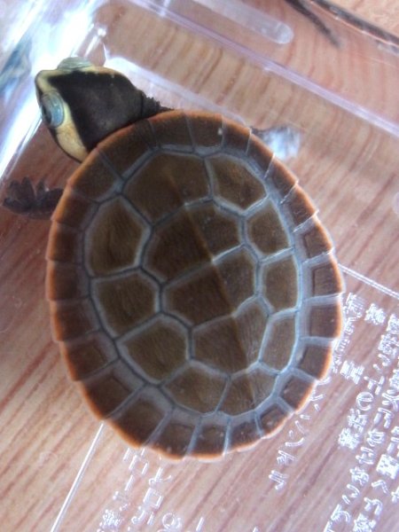 画像4: ニシキマゲクビガメＣＢベビー２ひき　（Ｍ様ご売約済） (4)