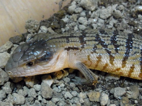 画像5: メラウケアオジタトカゲ (5)