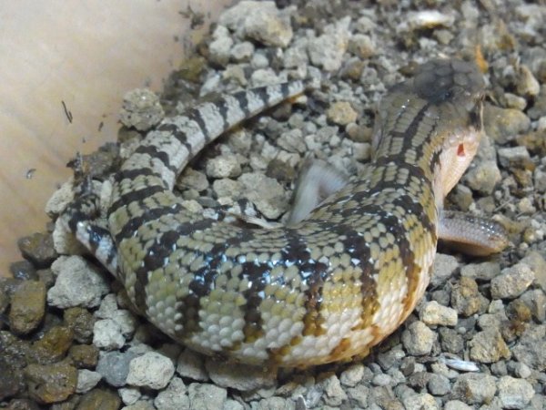 画像3: メラウケアオジタトカゲ (3)