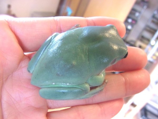 画像4: イエアメガエル(ブルー)1 (4)