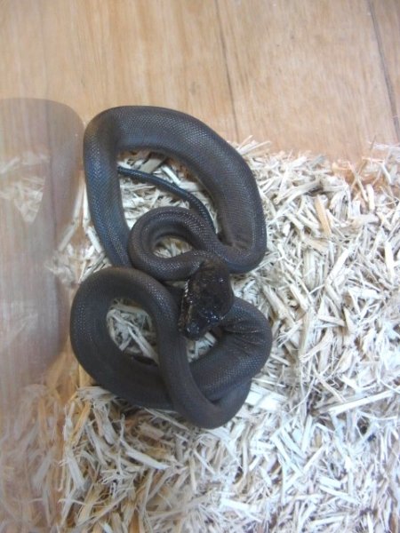 画像3: アルバーティスパイソンＷＣ♂ (3)