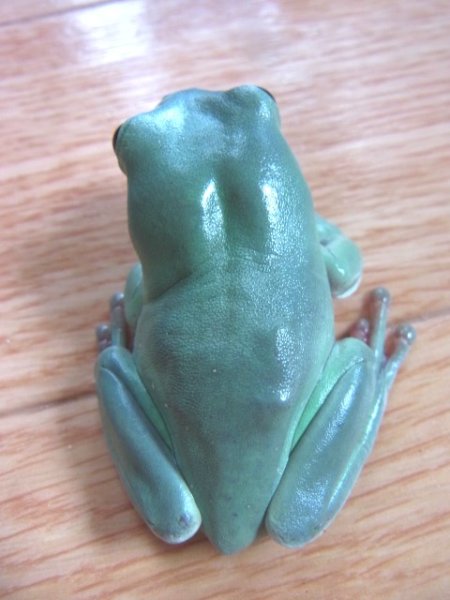 画像3: イエアメガエル(ブルー)1 (3)