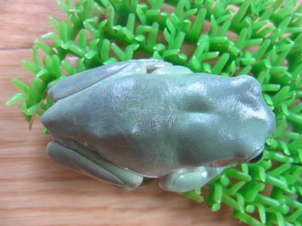 画像2: イエアメガエル(ブルー)1 (2)