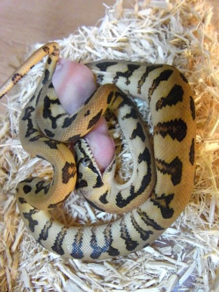 画像4: イリアンジャヤジャガードイツＣＢ・ベビー (4)