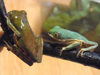 カエル Exotic Supply エキゾチックサプライ