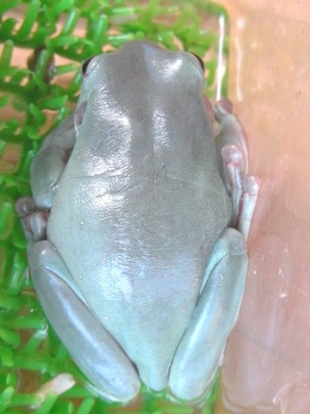 画像4: イエアメガエル（ブルー） ♂Ｋ様ご売約済 (4)