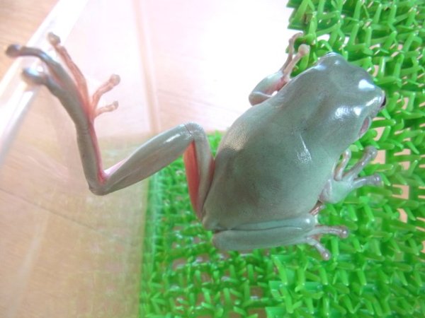 画像3: イエアメガエル（ブルー） ♂Ｋ様ご売約済 (3)