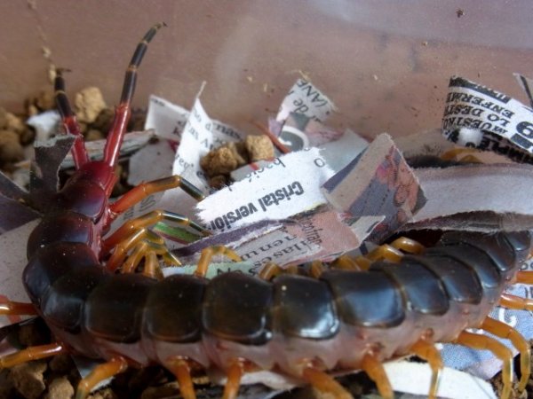 画像2: ガラパゴスジャイアント (2)