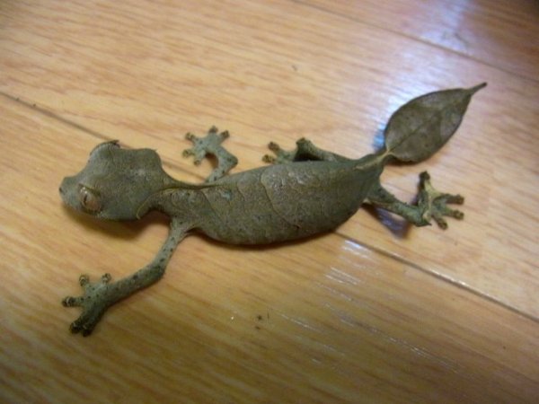 画像3: エダハヘラオ★ペア (3)