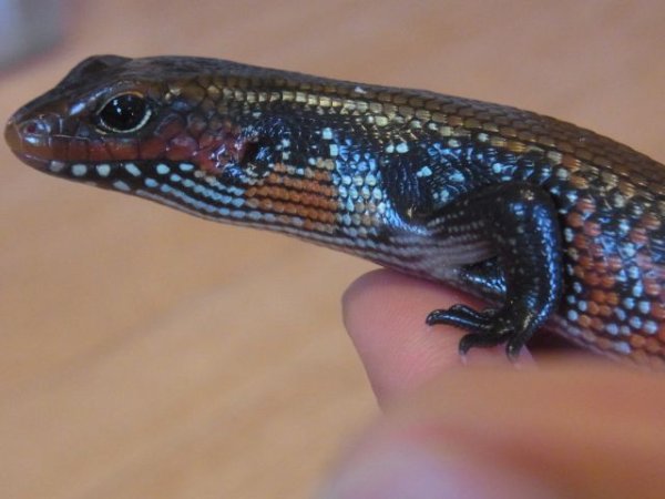 画像3: フェルナンデススキンク★ペア(Ｕ様ご売約済） (3)