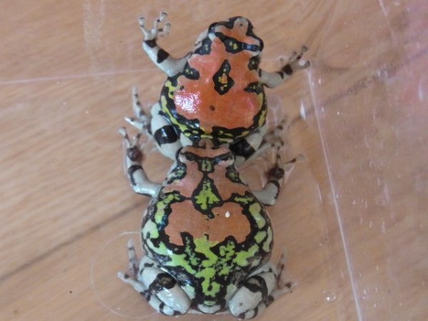 画像2: オイランスキアシガエル★メイビーペア（Ｓ様ご売約済） (2)