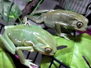カエル Exotic Supply エキゾチックサプライ
