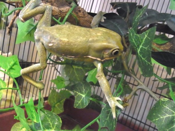 画像3: ソバージュネコメガエル★ペア (3)