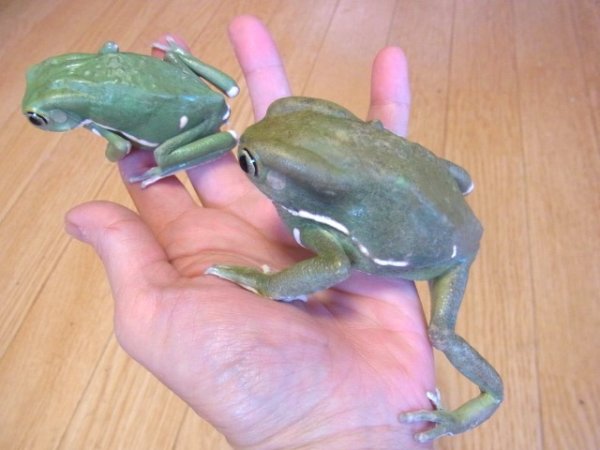 画像2: ソバージュネコメガエル★ペア画像 (2)