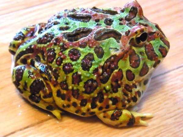 画像2: ベルツノ★レッドブロッチ♂ (2)