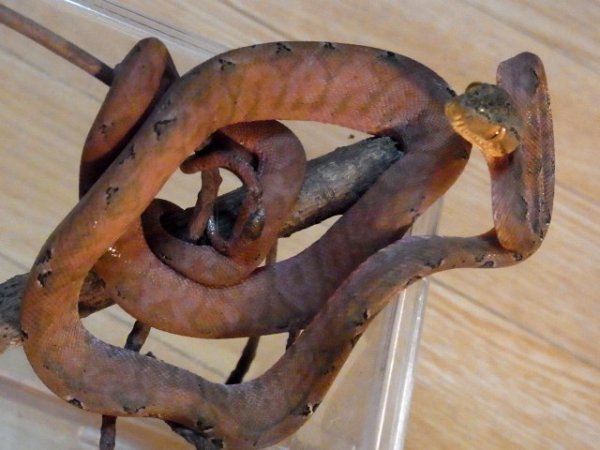 画像4: ガーデンツリーボア★カラードレッド（ご売約済） (4)