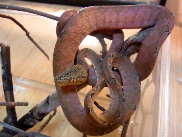 画像2: ガーデンツリーボア★カラードレッド（ご売約済） (2)