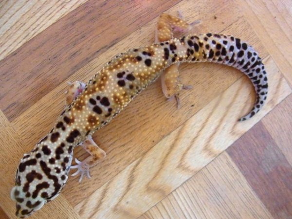 画像4: ハイイエロー♂★デザイナーズジャングル (4)