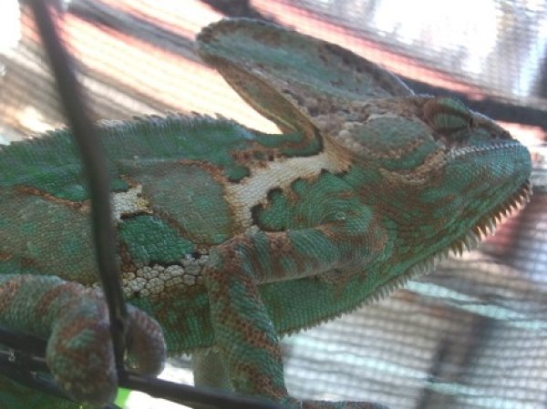 画像3: エボシカメレオンＥＵＣＢ♂ (3)