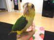 画像2: シロハラインコ☆ (2)