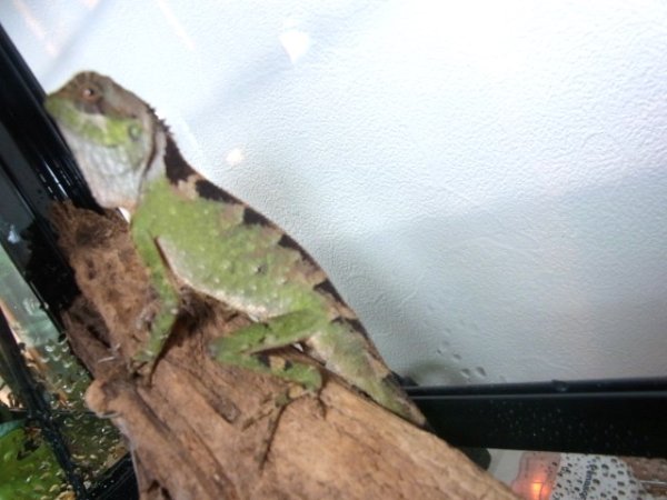 画像2: ベニクシトカゲ☆♂ (2)