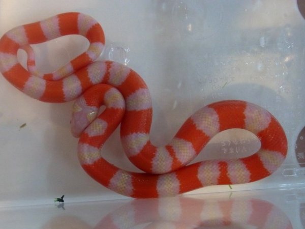 画像4: アルビノフォンジュランミルクスネーク☆ＵＳＣＢ・♂ご予約済 (4)
