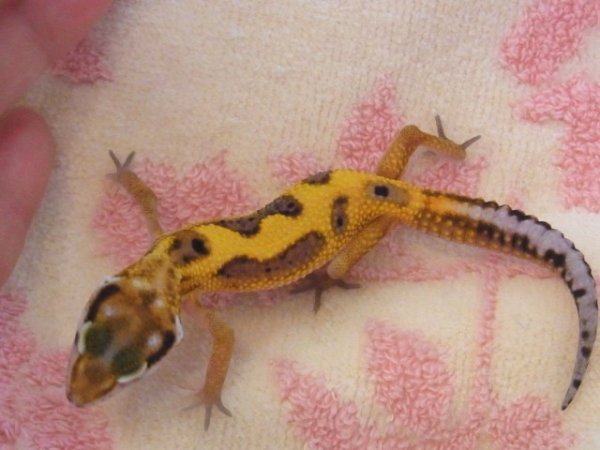 画像4: ハイイエローＵＳＣＢ★ベビー (4)