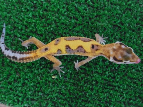 画像2: ハイイエローＵＳＣＢ★ベビー (2)