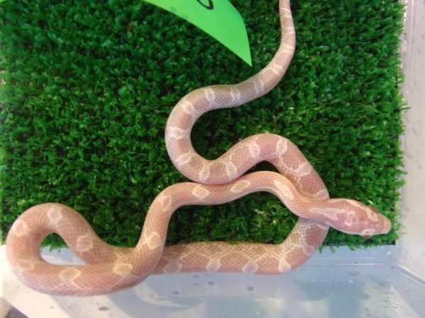 画像3: スノー★ＵＳＣＢ★♂ (3)