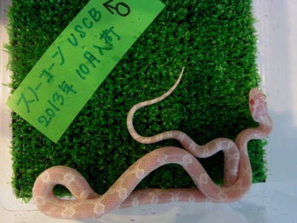 画像2: スノー★ＵＳＣＢ★♂ (2)