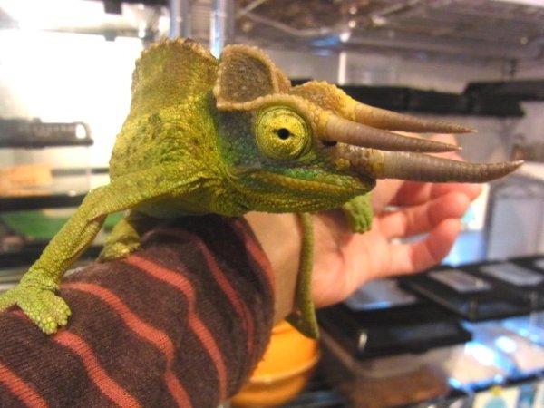 画像2: ジャクソンカメレオン（キサントロプス）★ペア (2)