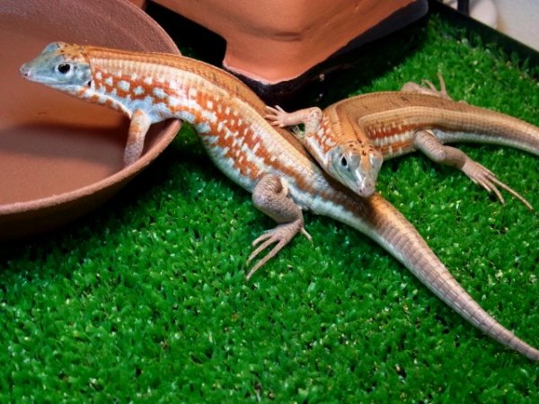 画像2: ニシキカタトカゲ★メイビーペア (2)