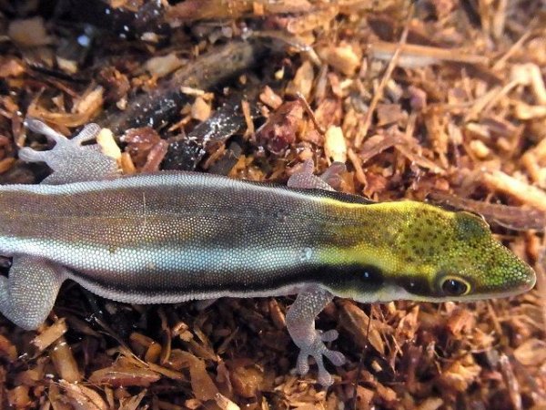 画像2: ネオンデイゲッコー・ブリーディングペア（Ｓ様ご売約済） (2)