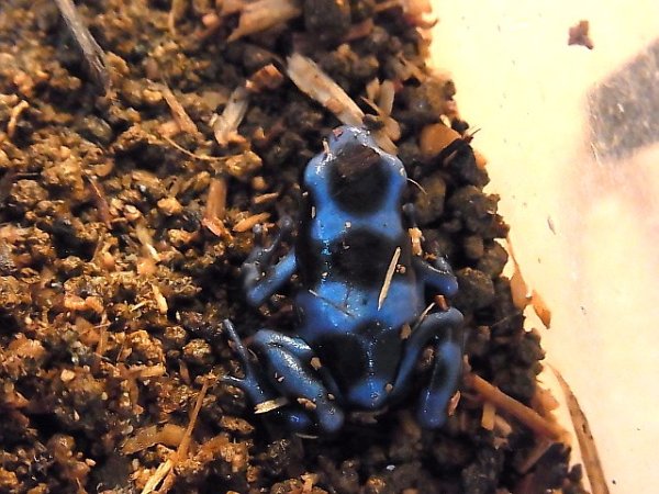 画像4: マダラヤドクガエル★ブルー２（ Ｗ様ご売約済） (4)