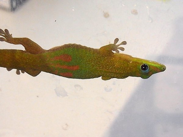 画像4: ゴールドダストデイゲッコー★ペア（完売しました） (4)