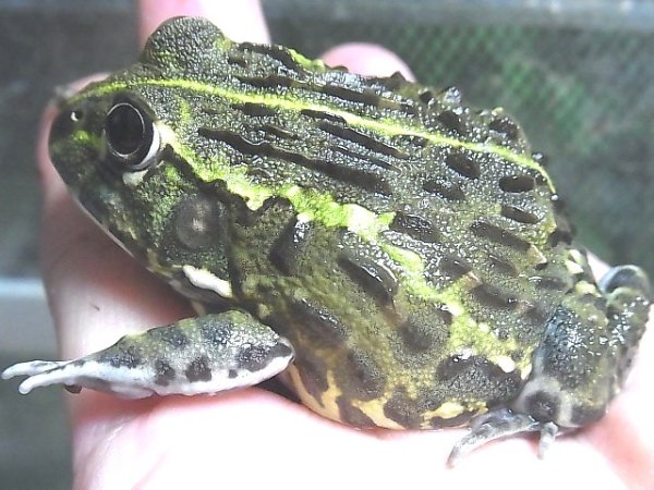 画像3: アフリカウシガエルトリオ（Ｙ様ご売約済） (3)