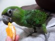 画像2: ズアカハネナガインコ♀（ＰＨ　ＢＩＩ９Ｄ９０３）お迎え頂きました (2)