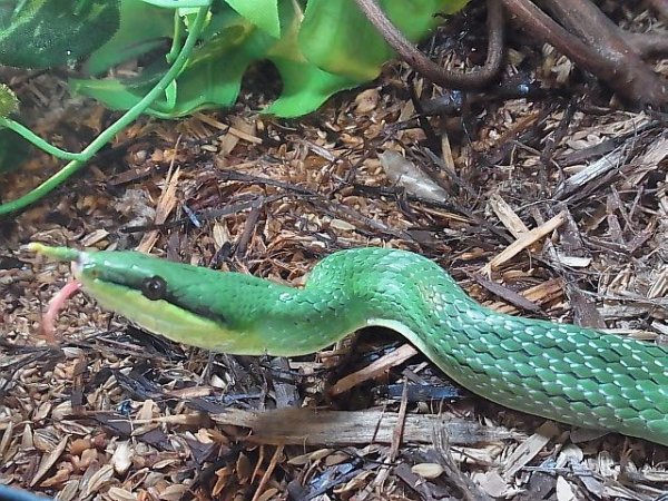 画像4: ライノラット★♂ (4)