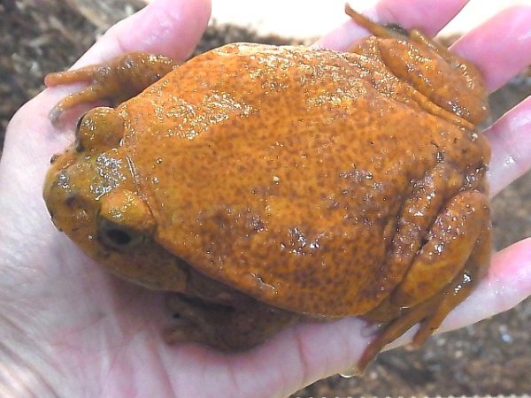 画像2: サビトマトガエルＷＣレッド (2)