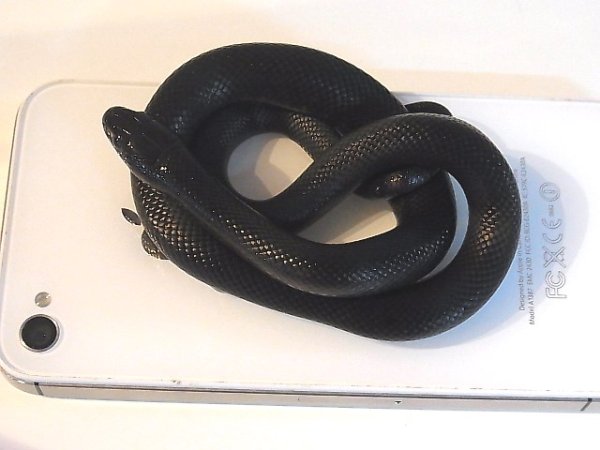 画像2: メキブラＵＳＣＢ★ペア（♀画像） (2)